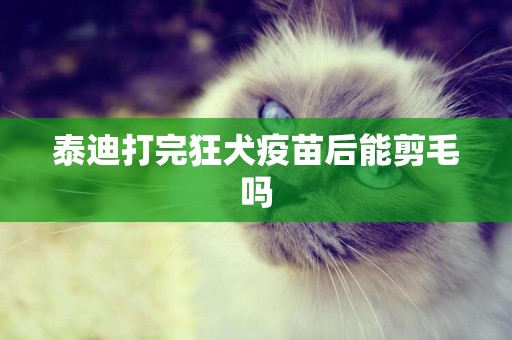 泰迪打完狂犬疫苗后能剪毛嗎
