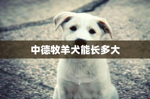 中德牧羊犬能長多大