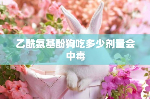 乙酰氨基酚狗吃多少劑量會中毒