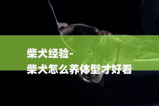 柴犬經驗-
柴犬怎么養體型才好看