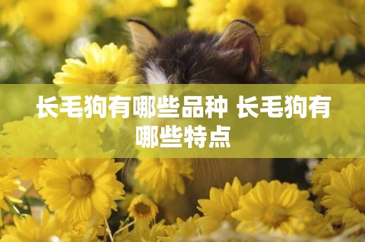 長毛狗有哪些品種 長毛狗有哪些特點