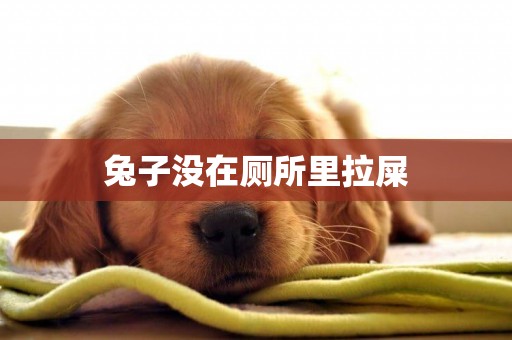 兔子沒在廁所里拉屎