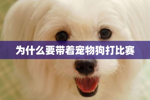 為什么要帶著寵物狗打比賽