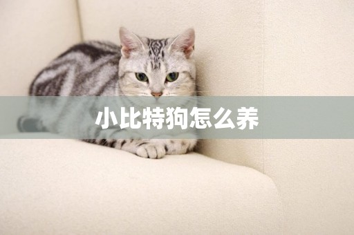 小比特狗怎么養