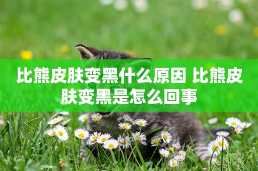 比熊皮膚變黑什么原因 比熊皮膚變黑是怎么回事