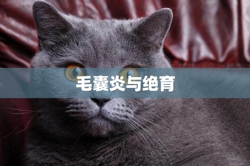 毛囊炎與絕育
