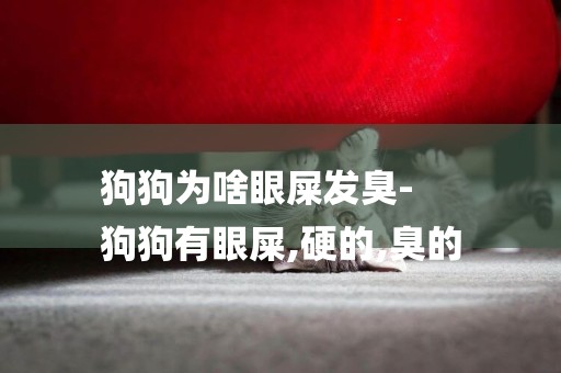 狗狗為啥眼屎發臭-
狗狗有眼屎,硬的,臭的
