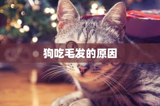 狗吃毛發的原因