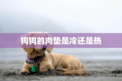 狗狗的肉墊是冷還是熱