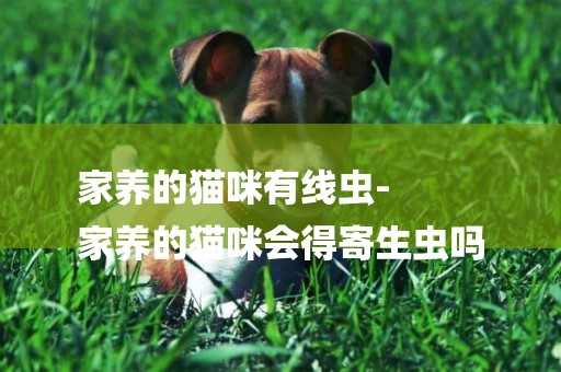 家養的貓咪有線蟲-
家養的貓咪會得寄生蟲嗎