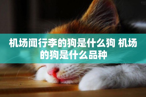 機場聞行李的狗是什么狗 機場的狗是什么品種