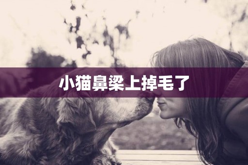 小貓鼻梁上掉毛了