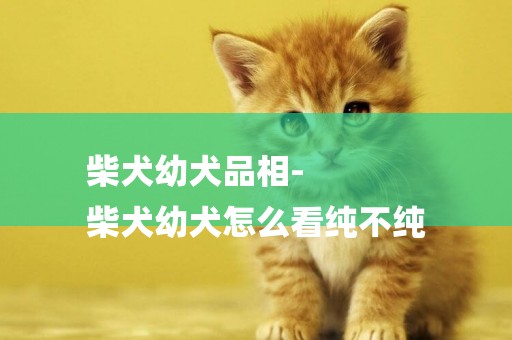 柴犬幼犬品相-
柴犬幼犬怎么看純不純