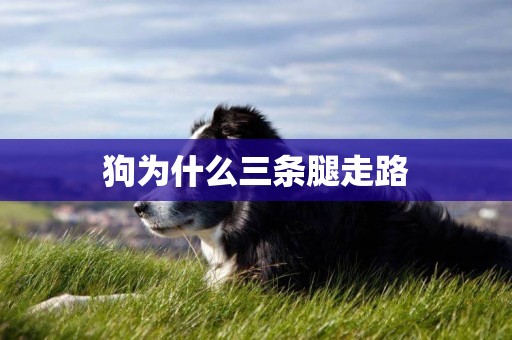 狗為什么三條腿走路