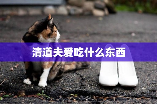 清道夫愛吃什么東西