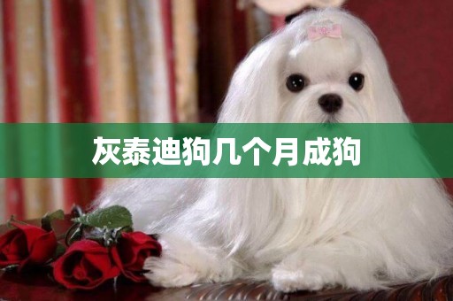 灰泰迪狗幾個月成狗