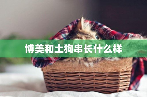博美和土狗串長什么樣