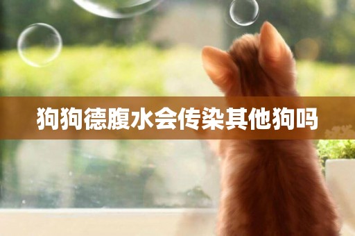 狗狗德腹水會傳染其他狗嗎