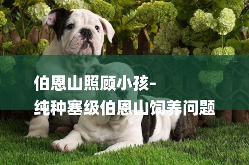 伯恩山照顧小孩-
純種塞級伯恩山飼養問題