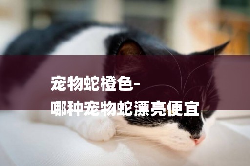 寵物蛇橙色-
哪種寵物蛇漂亮便宜