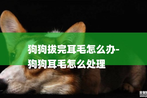 狗狗拔完耳毛怎么辦-
狗狗耳毛怎么處理