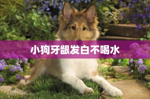 小狗牙齦發白不喝水