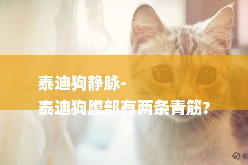泰迪狗靜脈-
泰迪狗腹部有兩條青筋?