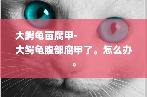 大鱷龜苗腐甲-
大鱷龜腹部腐甲了。怎么辦。