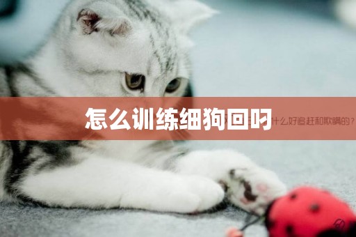怎么訓練細狗回叼