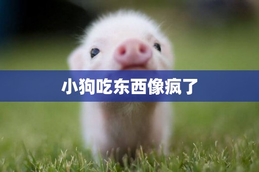 小狗吃東西像瘋了