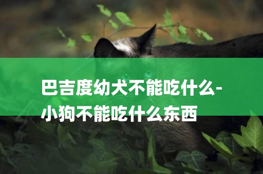 巴吉度幼犬不能吃什么-
小狗不能吃什么東西