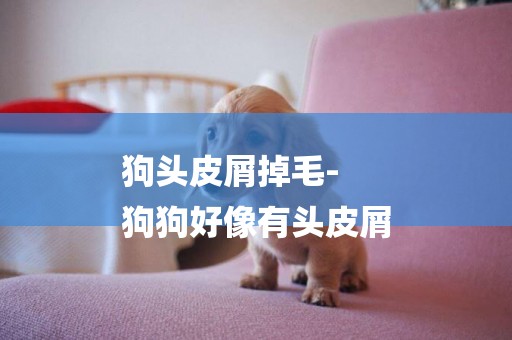 狗頭皮屑掉毛-
狗狗好像有頭皮屑