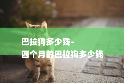 巴拉狗多少錢-
四個月的巴拉狗多少錢