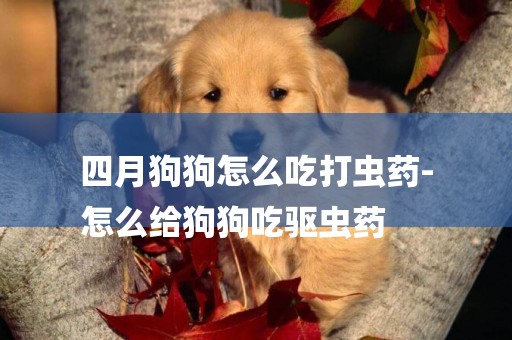 四月狗狗怎么吃打蟲藥-
怎么給狗狗吃驅蟲藥