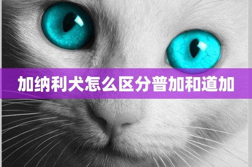 加納利犬怎么區分普加和道加