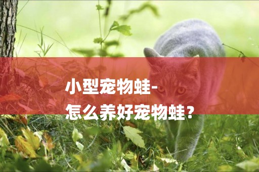 小型寵物蛙-
怎么養好寵物蛙？