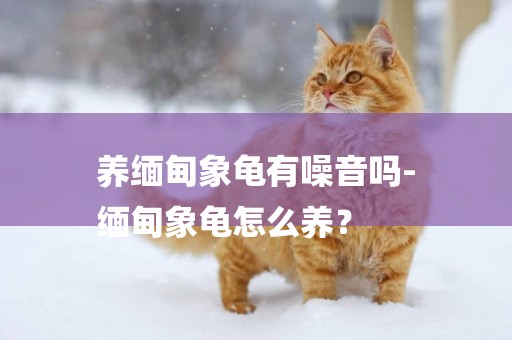 養緬甸象龜有噪音嗎-
緬甸象龜怎么養？