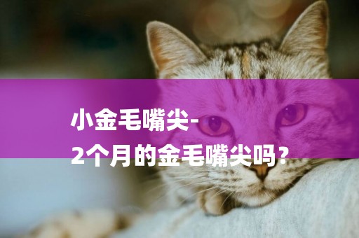 小金毛嘴尖-
2個月的金毛嘴尖嗎？