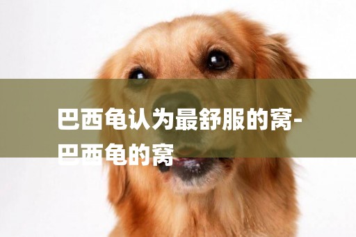 巴西龜認為最舒服的窩-
巴西龜的窩