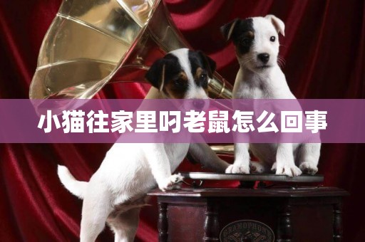 小貓往家里叼老鼠怎么回事