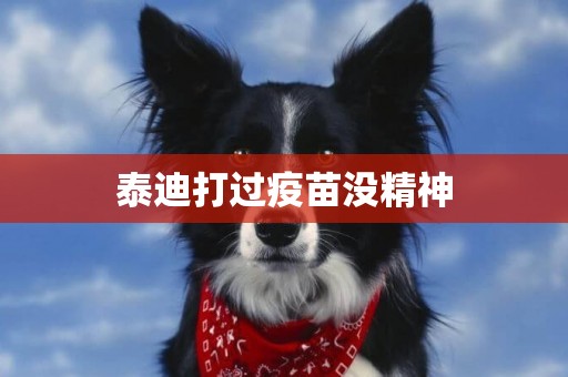泰迪打過疫苗沒精神