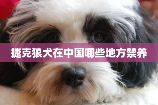 捷克狼犬在中國哪些地方禁養