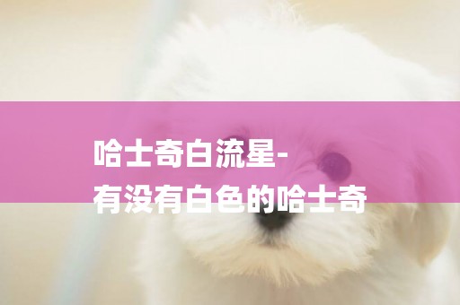 哈士奇白流星-
有沒有白色的哈士奇