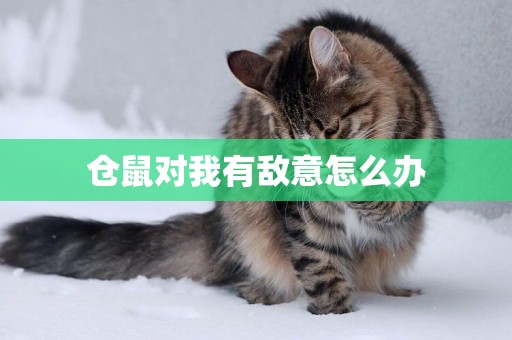 倉鼠對我有敵意怎么辦