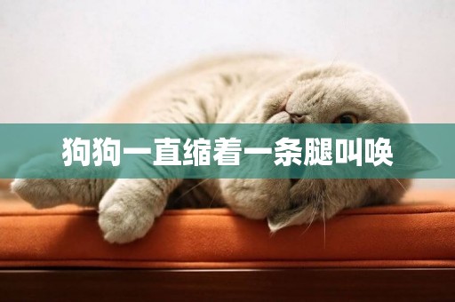 狗狗一直縮著一條腿叫喚