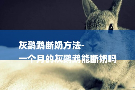 灰鸚鵡斷奶方法-
一個月的灰鸚鵡能斷奶嗎