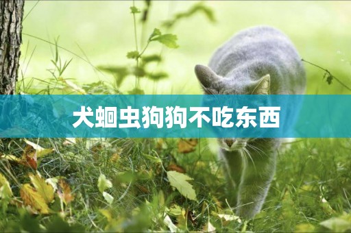 犬蛔蟲狗狗不吃東西