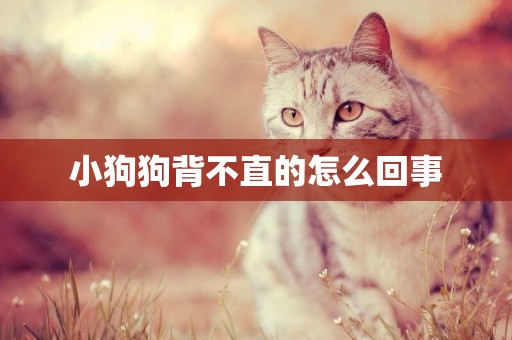 小狗狗背不直的怎么回事