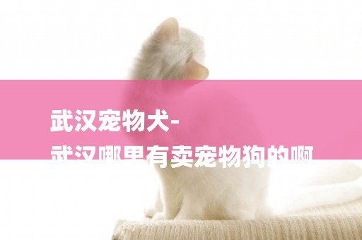 武漢寵物犬-
武漢哪里有賣寵物狗的啊