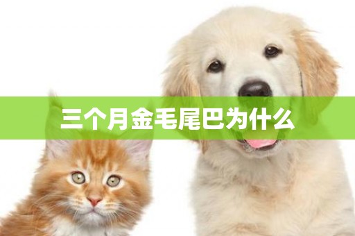 三個月金毛尾巴為什么